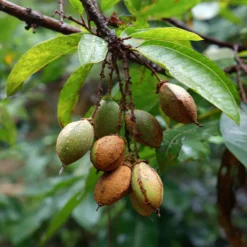 Akuamma (Picralima nitida)