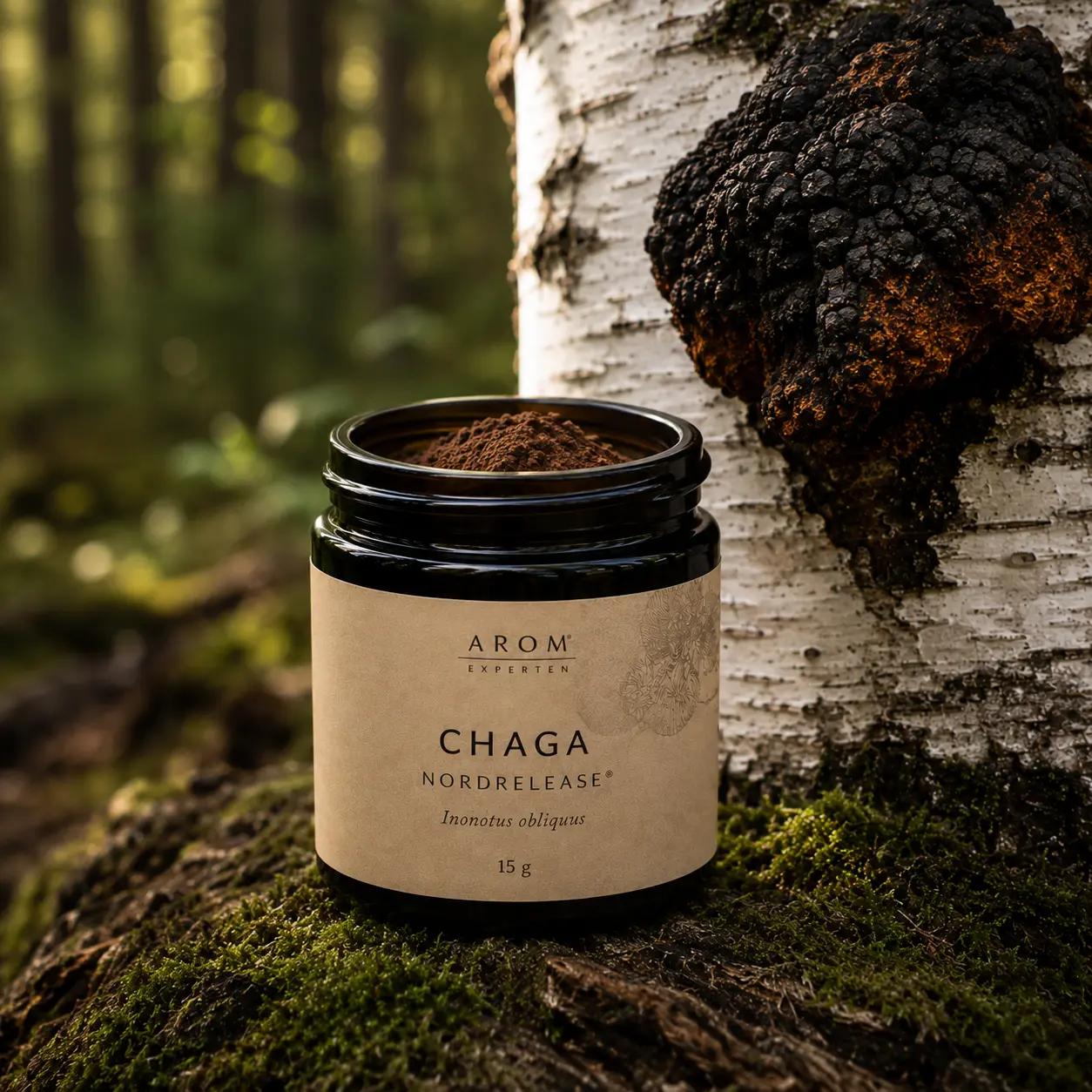 Chaga extraktpulver i öppen glasburk med Inonotus obliquus på björkträd i nordisk skog